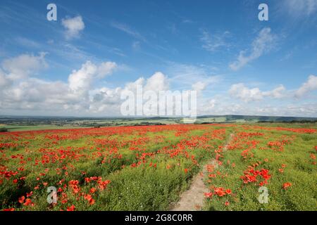 footpath near Goodwood and The Trundle, toward Lavant, Chichester, through field of red poppies atop a hill, growing in field of Flax, Linseed, Stock Photo