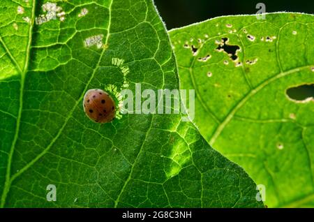 A ladybug on the green leaf Stock Photo