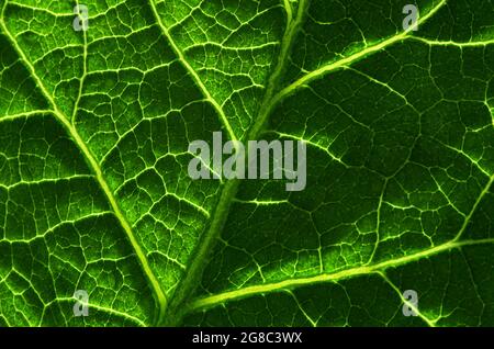 Background of the green leaf Stock Photo