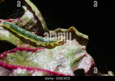 Close-up a caterpillar on the vegetable leaf Stock Photo