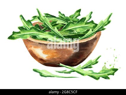 Bowl with Rucola. Watercolor hand drawn illustration, isolated on white background Stock Photo