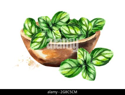 Bowl with Basil. Watercolor hand drawn illustration, isolated on white background Stock Photo