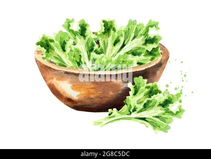 Bowl with Lettuce. Watercolor hand drawn illustration, isolated on white background Stock Photo
