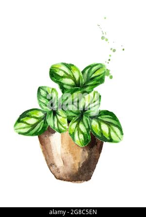 Kitchen herbs in a pots. Basil plant. Watercolor hand drawn illustration, isolated on white background Stock Photo