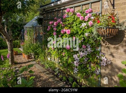 Rose ‘Gertrude Jekyll’ and clematis ‘Samaritan Jo’ growing on trellis on a wall flowers flower flowering in a cottage garden in summer England UK Stock Photo