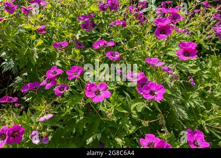 Close up of pink geranium cranesbill flowers flower in the cottage garden in summer England UK United Kingdom GB Great Britain Stock Photo