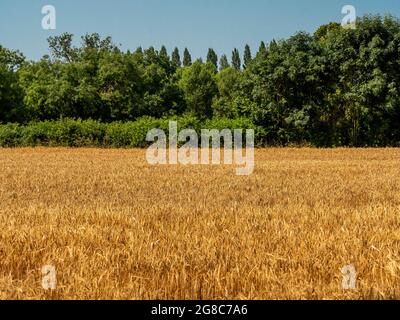 Golden wheat growing in a UK field. Stock Photo