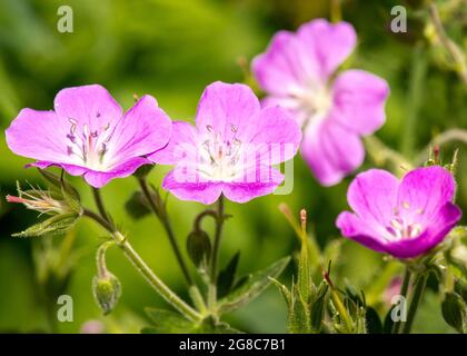 Pink flowers of Geranium sylvaticum, wood cranesbill or woodland geranium growing in natural habitat in Rila Mountain and Nature Reserve, Bulgaria, EU Stock Photo