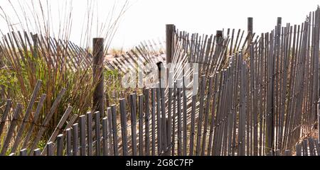 Wooden picket sand fencing mixed in with dune grass on sand dunes in Fire Island with a small bird. Stock Photo