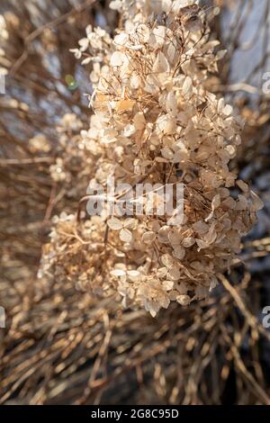 Dry withered hydrangea in the morning rays. Hydrangea after winter. Stock Photo