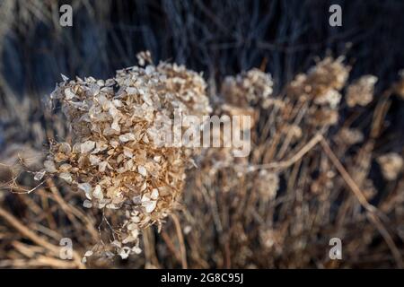 Dry withered hydrangea in the morning rays. Hydrangea after winter. Stock Photo