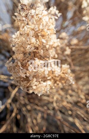 Dry withered hydrangea in the morning rays. Hydrangea after winter. Stock Photo