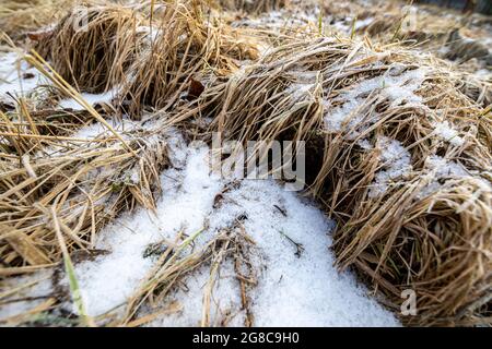 Yellow withered grass covered with snow in an early spring morning. Remains of snow after winter. Stock Photo