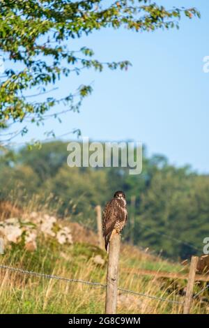 Buzzard looking at the camera Stock Photo