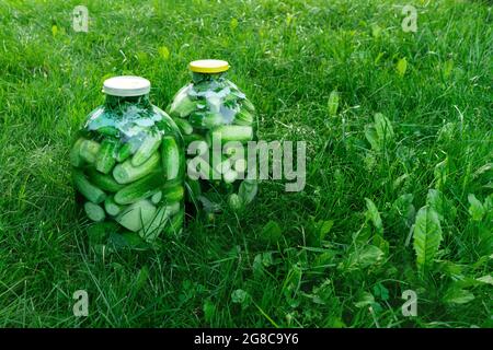 Ripe cucumbers canned in glass bottles on green grass Stock Photo