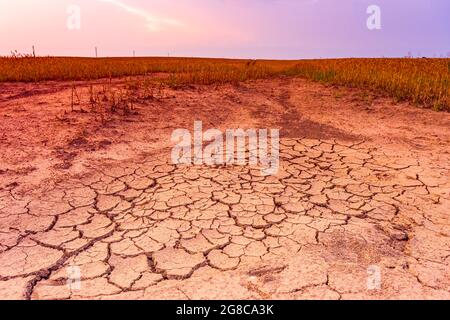 Warm dry cracked land with dead cropps, climate change concept with extreme heat, Europe, Lithuania Stock Photo