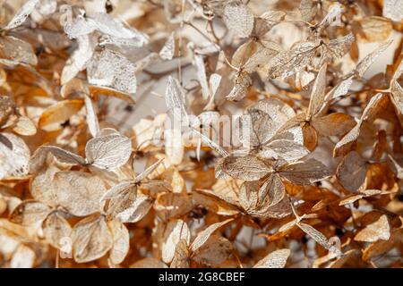 Dry withered hydrangea in the morning rays. Hydrangea after winter. Stock Photo