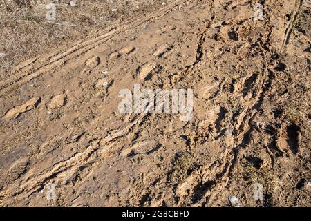 Footprints on a country road softened after rain. Footprints in the mud. Stock Photo