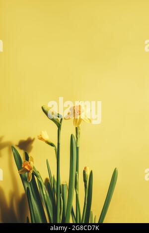 Yellow daffodils or daffodils on a yellow background. The concept of a holiday, a gift, spring. Stock Photo