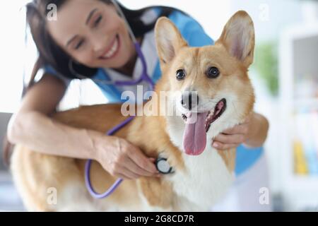 Smiling female veterinarian listens to heartbeat of welsh corgi dog with stestoscope Stock Photo