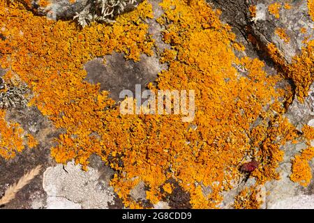 Golden Crust lichen is particularly common in coastal areas, growing on rocks and trees just above the tide line. Stock Photo