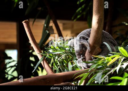 A portrait of a koala bear sitting in the top of a tree in between the leaves. The animal is holding on to a tree branch and is trying to sleep. Stock Photo