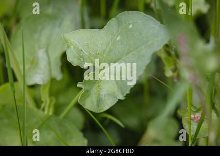French sorrel leaves, latin name - Rumex scutatus Stock Photo