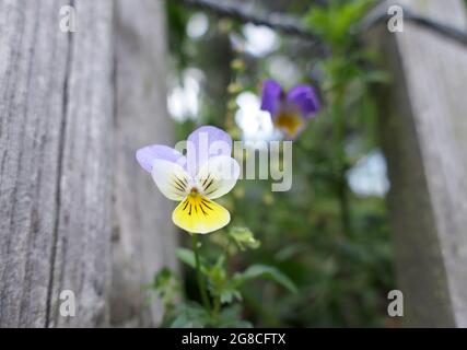 Wild pansies (viola tricolor), also known as heartsease or heart's ease, growing through a garden fence Stock Photo