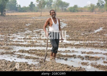 Indian farmer working in agriculture field Stock Photo