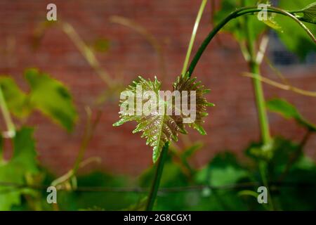 Young grape leaves and grain in garden. Grape leaf close up picture. Leaf texture. Stock Photo