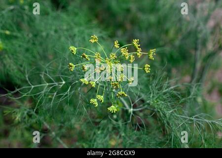 Flower of green dill fennel. Green background with flowers of dill in vegetable garden. Stock Photo