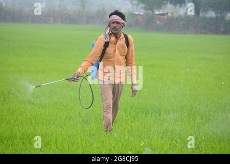 Indian farmer spraying pesticide on crop Stock Photo - Alamy