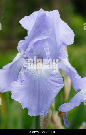 Iris 'Jane Phillips', a tall bearded iris, displaying characteristic light blue blooms. UK Stock Photo