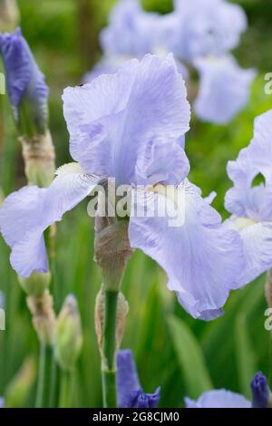 Iris 'Jane Phillips', a tall bearded iris, displaying characteristic light blue blooms. UK Stock Photo