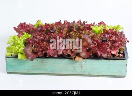 Lettuce seedlings - Lactuca sativa 'Lollo Rossa' - in tray isolated on white background. Stock Photo