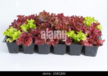 Lettuce seedlings - Lactuca sativa 'Lollo Rossa' - in tray isolated on white background. Stock Photo