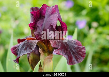 Iris 'Langport Wren', an Intermediate Bearded iris, displaying characteristic deep maroon flowers.  UK Stock Photo