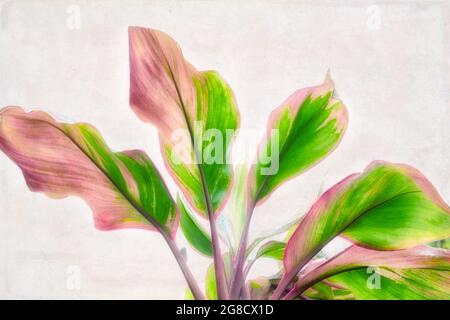 Multi colored close up of ti plant leaves. Mauai, Hawaii Stock Photo