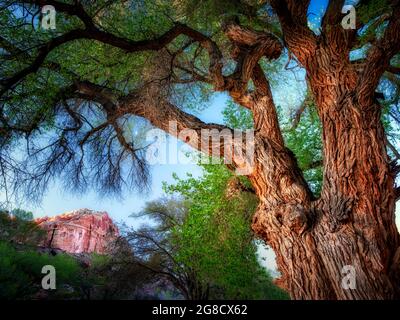 Cottonwood trees and rock formations with moon. Fruita, Capitol Reef National Park, Utah Stock Photo