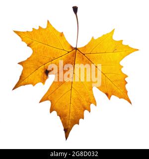 Autumn leaf of London plane tree (Platanus acerifolia) isolated on white background