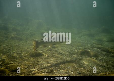 A bull trout holding on a deeper pool in the headwaters of the Pine River, in Chewynd, British Columbia, Canada. Stock Photo