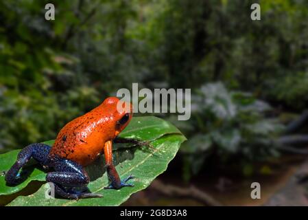 Blue jeans colour morph of strawberry poison frog / strawberry poison-dart frog (Oophaga pumilio / Dendrobates pumilio) native to Central America Stock Photo