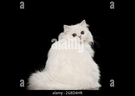 Furry British breed Cat White color with Blue eyes, Turn back on Isolated Black Background Stock Photo