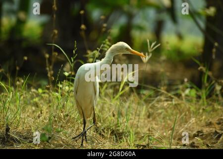 Nature wildlife image of Great Egret bird walk on Paddy Field. Egrets that live freely in Nature. Stock Photo