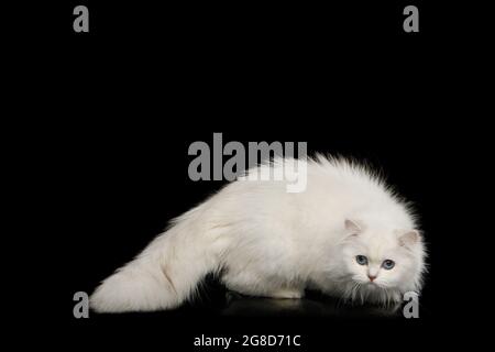 Crouching Furry British breed Cat, White color with Blue eyes, on Isolated Black Background, side view Stock Photo