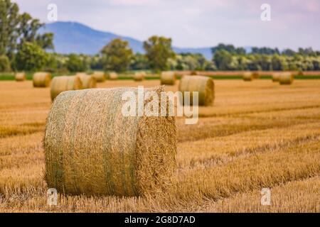 Round bales of hay released on a harvested field after the grain harvest in summer Stock Photo