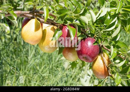 duo fruit  tree apple and pear branches heavily leaning due to the weight of the of ripe fruits Stock Photo