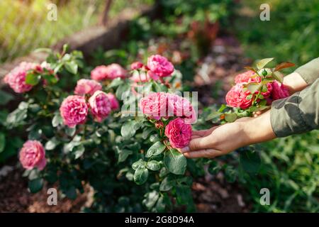 Leonardo da Vinci hot pink rose blooming in summer garden. Gardener enjoys blossom. Meilland selection roses flowers Stock Photo