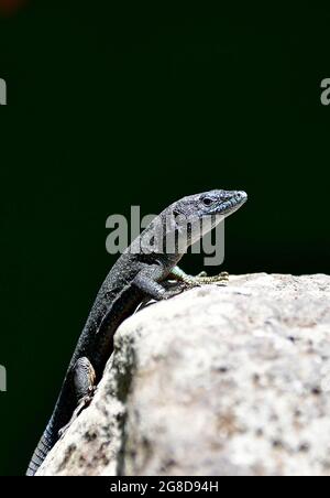 Madeiran wall lizard, Madeira-Eidechse, Madeira-Mauereidechse, Teira dugesii, madeirai faligyik, Madeira, Portugal, Europe Stock Photo