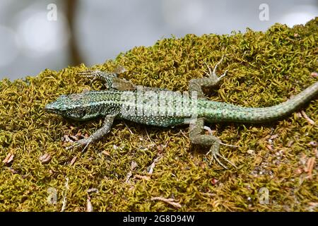 Madeiran wall lizard, Madeira-Eidechse, Madeira-Mauereidechse, Teira dugesii, madeirai faligyik, Madeira, Portugal, Europe Stock Photo